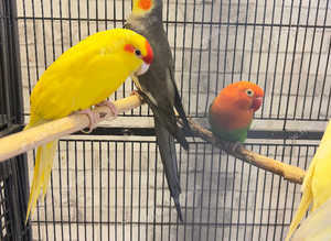beautiful young birds for sale