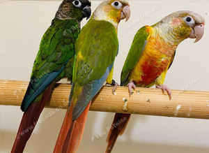 Stunning baby conure parrot