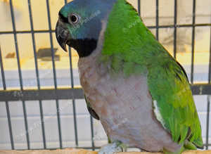 Beautiful young darbyan parrot