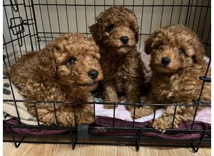 Deep red toy poodle