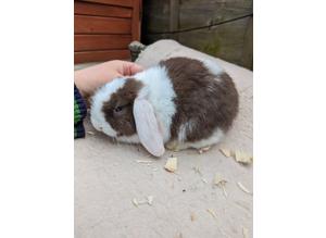 Bunnies available now male mini lops