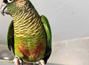 Stunning baby conure parrot