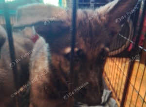 German shepard puppy  for sale