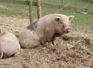 Beautiful pig