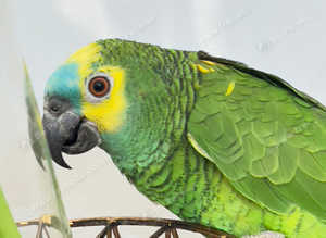 Stunning baby blue fronted Amazon for sale