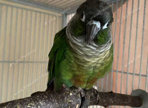 Stunning young conure parrot