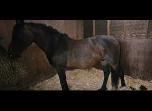 15hh in foal to cremello