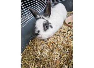 1 year old female grey and white rabbit
