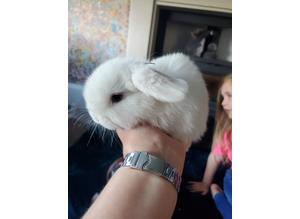 Mini lop bunnies