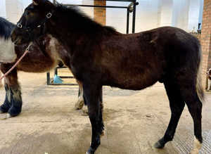 Super Irish Draught x Sports Horse foal   (Gelded)