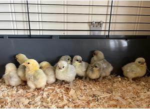 Pekin Bantam chicks for sale