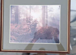 Nice Autumn Sunlight In Woodland Picture