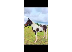 Beautiful coloured mare available