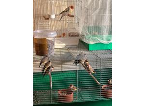 Goldfinches British breed in cage very quite birds start singing beautiful looking for a new home rung 2023
