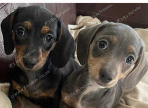 Miniature Dachshund puppies (carrying cream colour )