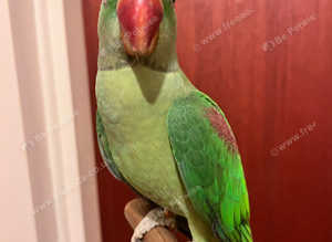 Beautiful talking baby alexandrine parrot
