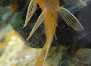 Long Fin Super Red Pleco