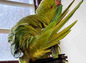 Stunning baby green Indian ringnick parrot