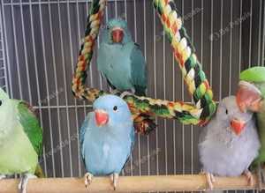 Stunning young blue Indian ringnick