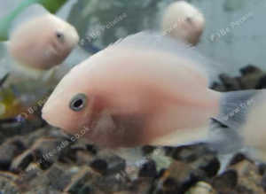 Gold and Green Severums