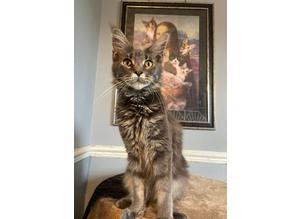 Maine coon girl looking for a loving family