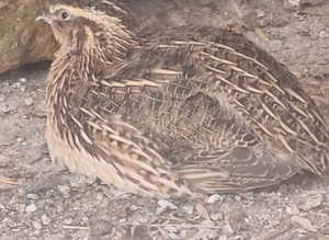 Last years Japanese quails