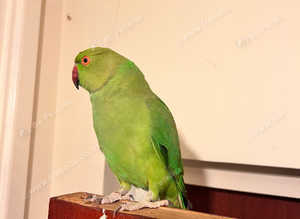 Stunning looking Indian ringnick parrot