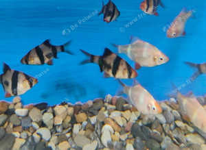 Tiger/ Albino/ Green Barbs