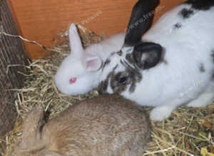 Baby rabbits