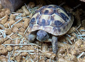 Various tortoises available at Birmingham Reptiles