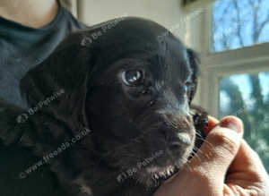 Beautiful Cockapoo F2
