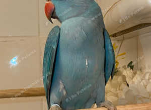 Stunning young blue Indian ringnick