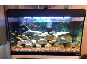 Fish tank with Fish