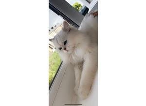 Stunning chinchilla cat for sale