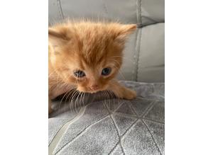 FULL Ginger Kitten