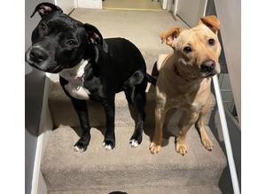 Rudi & Luna looking for a forever home