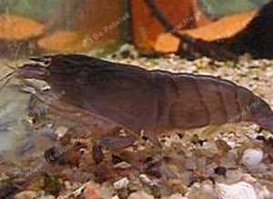 Rock Shrimp and Vampire Shrimp