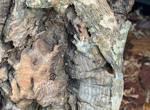 Unrelated pair of Pied Uroplatus henkeli (Henkels Leaf Tailed Gecko)