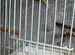 Canary