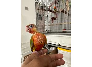 Hand tame Hand Reared Baby Pineapple Conure
