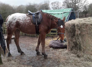 !16.1 4yr appaloosa gelding!