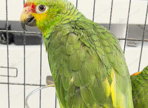 Stunning baby red lord Amazon parrot