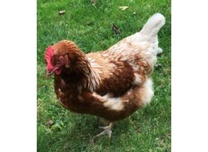 Lovely Ginger hybrid hens - friendly, good egg layers