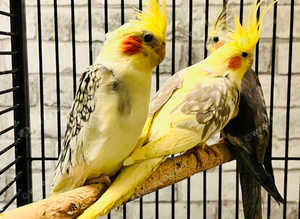Stunning baby conure parrot