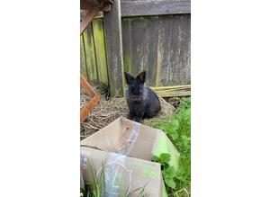Young black male rabbit to re-home