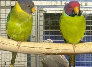 Stunning Pair of Plumhead Parrots