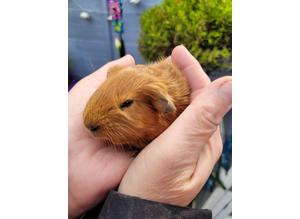 2 baby brother guinea pigs