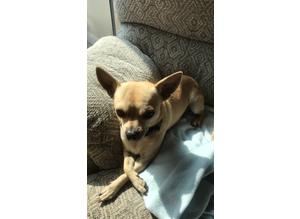 Short haired male Chihuahua for stud.