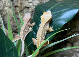 Lilly White Crested Geckos at Birmingham Reptiles
