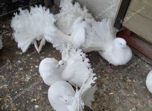 WHITE FANTAIL PIGEONS / DOVES